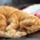 Total Pet Care Animal Hospital