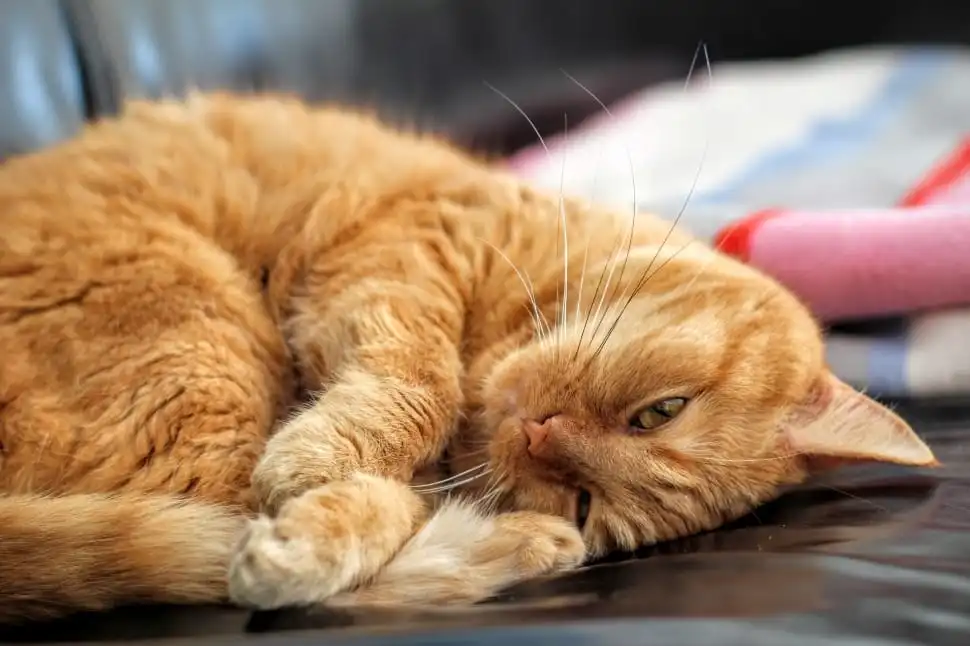 Total Pet Care Animal Hospital