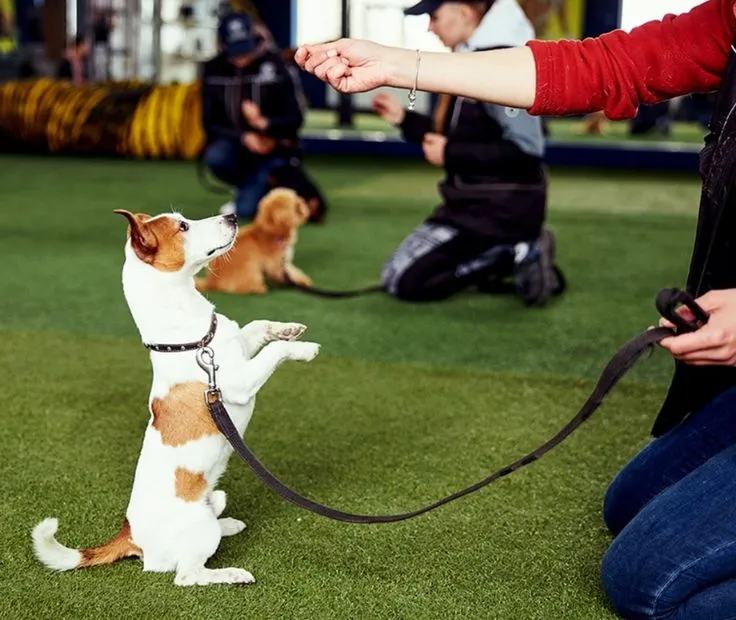 Dog Training Tips for Happy and Well-Behaved Pets