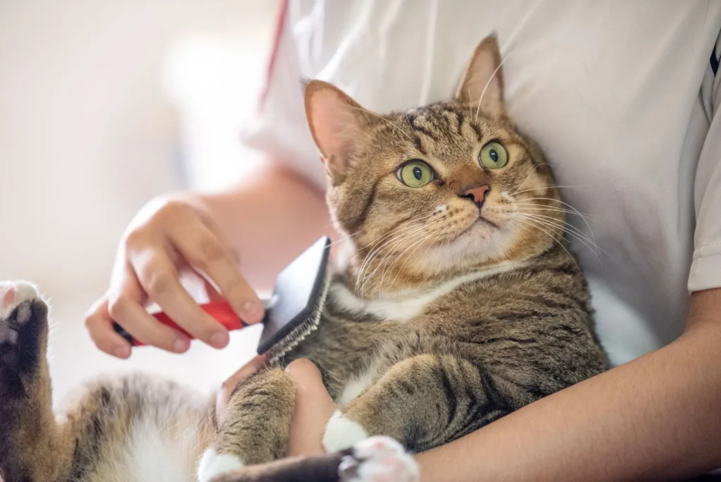 All City Pet Care South