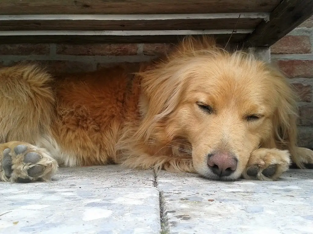 All City Pet Care South: Trusted Care for Your Pets