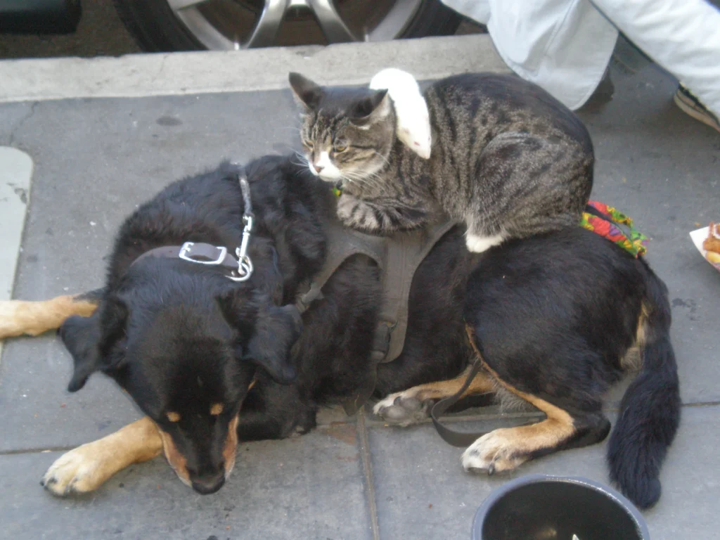 All City Pet Care South: Trusted Care for Your Pets