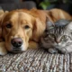 All City Pet Care South