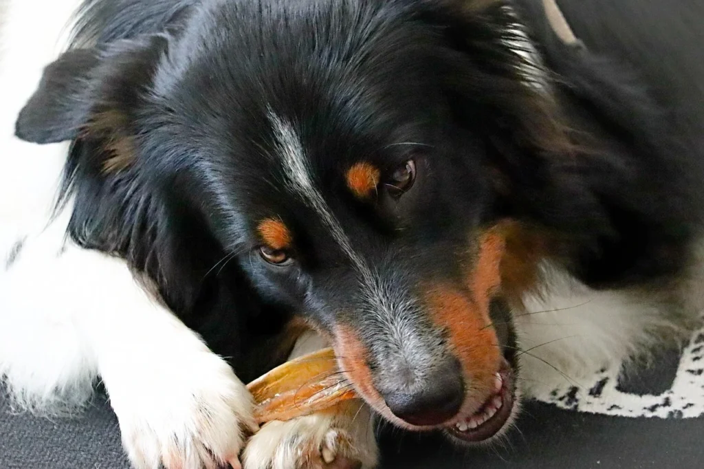 Best Care Pet Clinic: Quality Care Your Pets Deserve