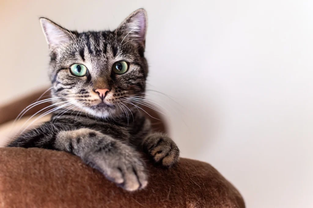 Best Care Pet Clinic: Quality Care Your Pets Deserve