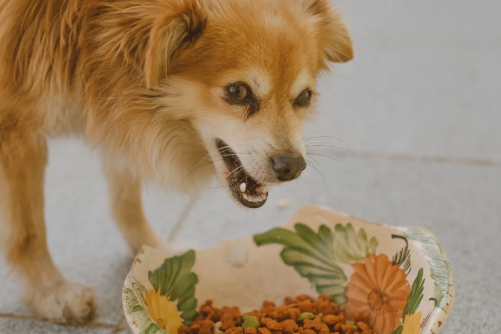 All the Best Pet Care Tips for a Happy, Healthy Pet