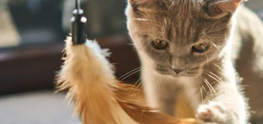 Professional Pet Care