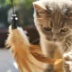 Professional Pet Care