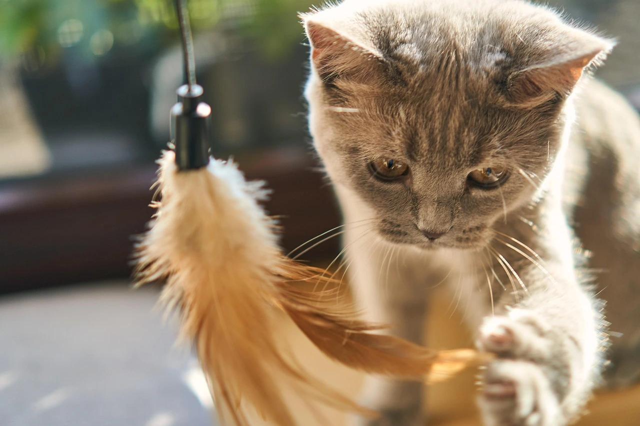 Professional Pet Care