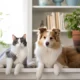 Create a Pet Care Schedule