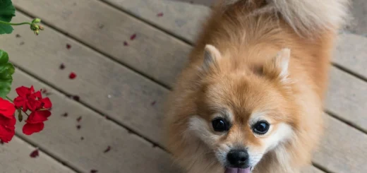 Dog Training Tips
