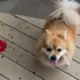 Dog Training Tips
