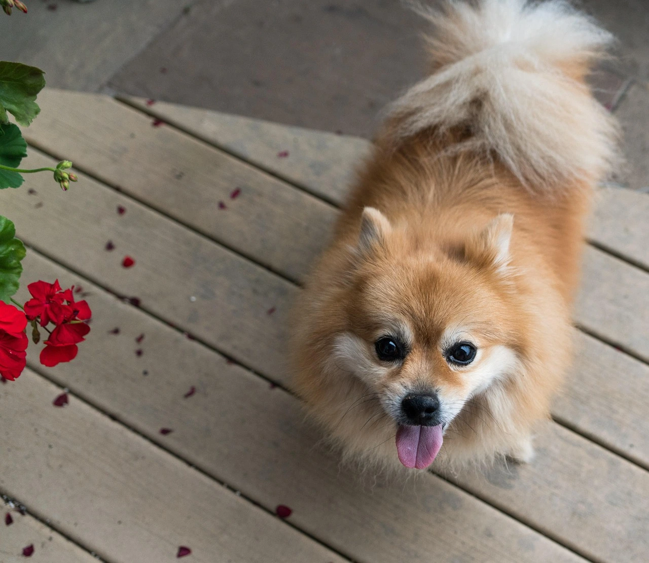 Dog Training Tips