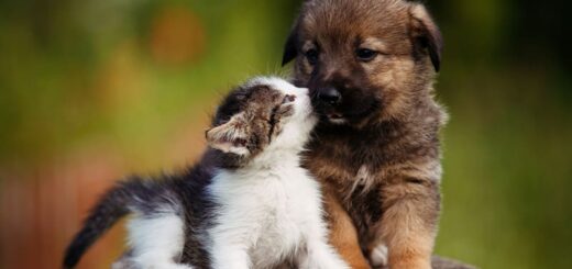 Pets Care