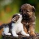 Pets Care