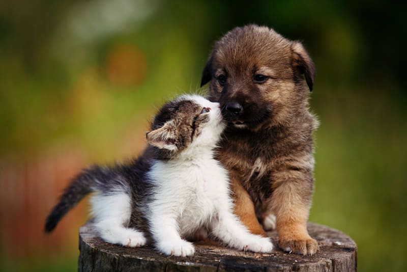 Pets Care