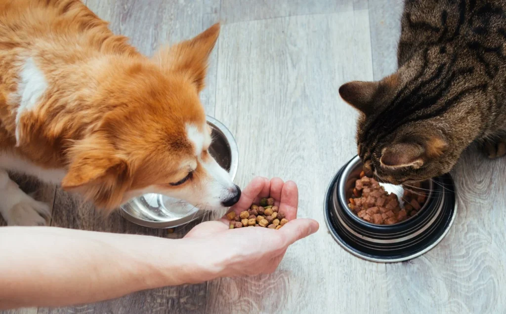 Grand Pet Care: Comprehensive Services for Your Furry Friends