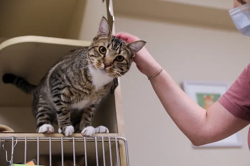 Grand Pet Care: Comprehensive Services for Your Furry Friends