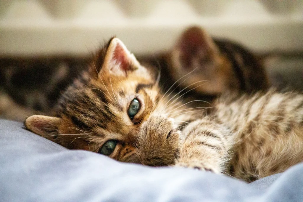 How to Spot Signs of Illness in Pets