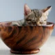 Illness in Pets