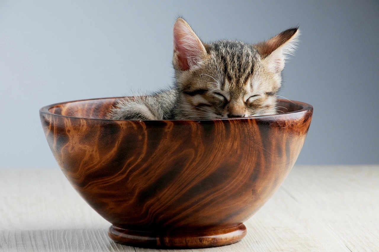 Illness in Pets
