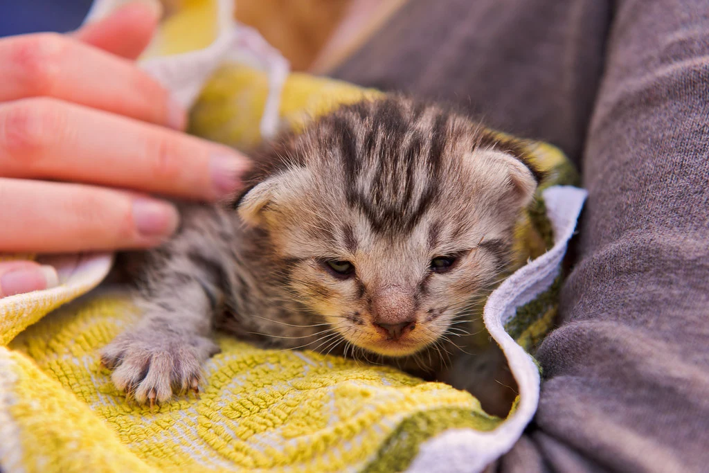 Kitten Daycare