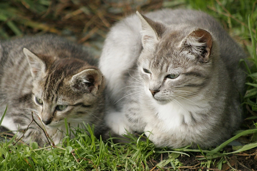 Kitten Daycare