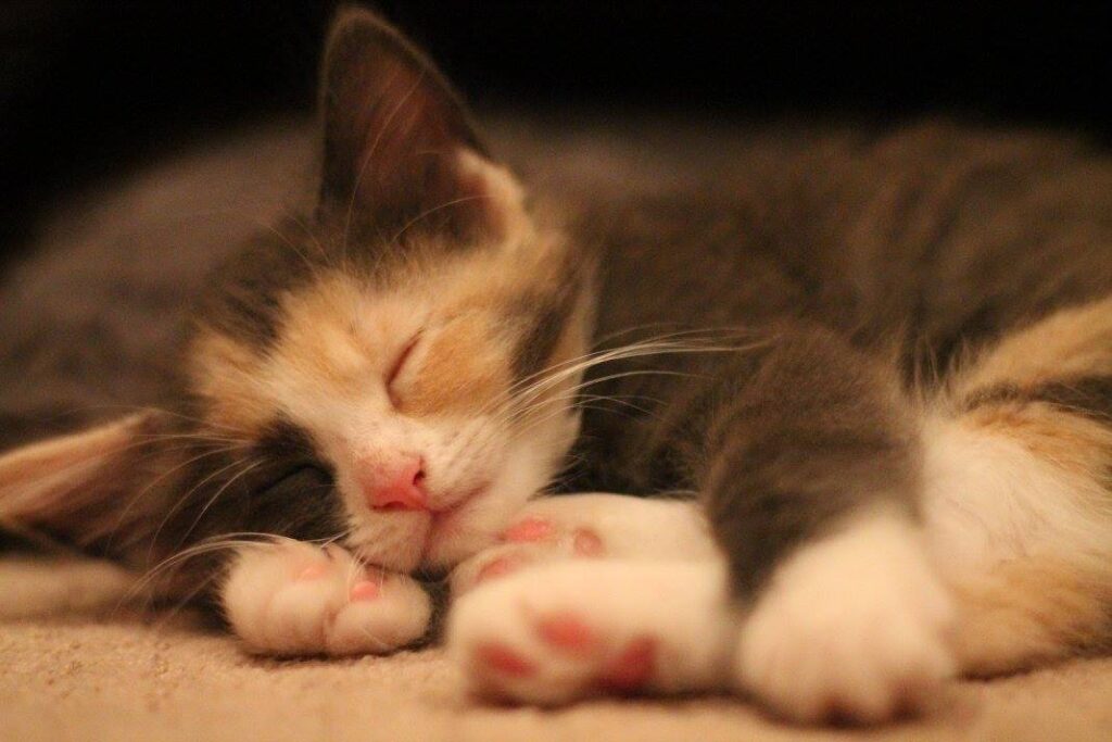 Kitten Daycare