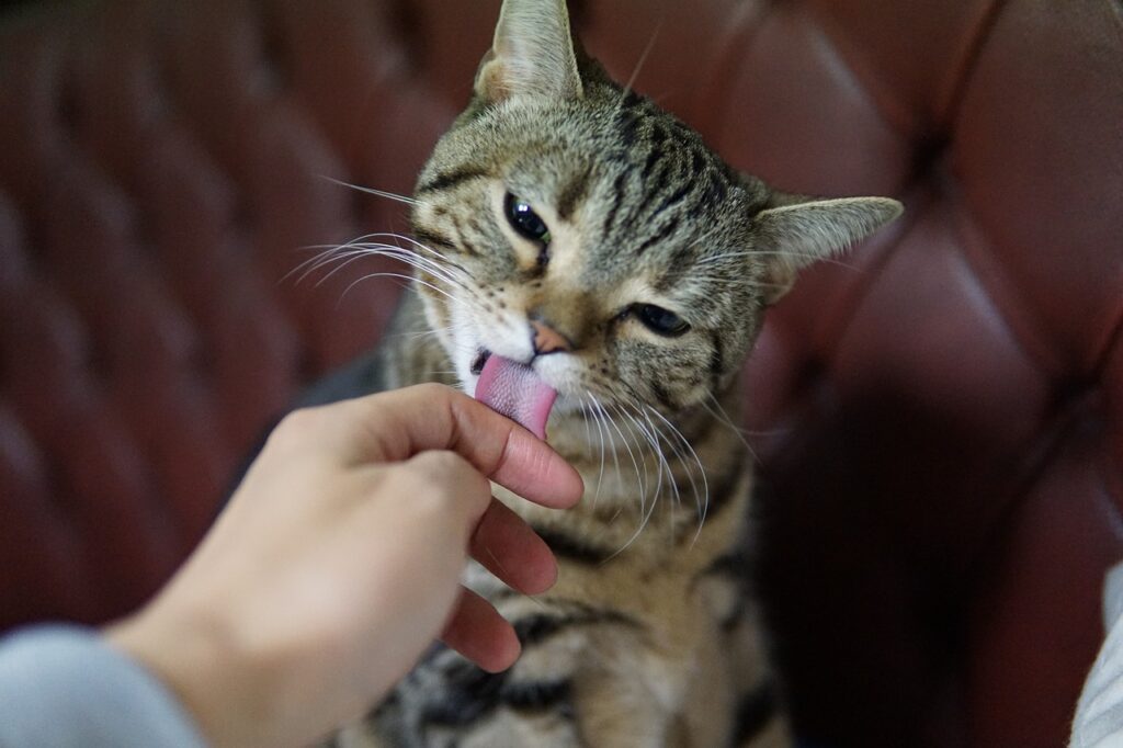 Pets Care Steps for Daily Pet Happiness