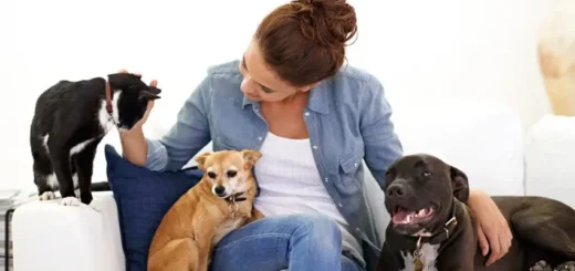 pet care plan