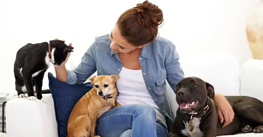 pet care plan