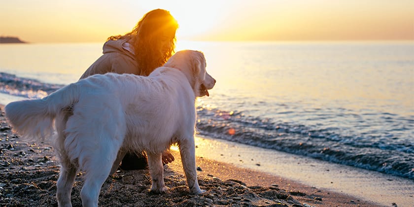 pet care while on vacation