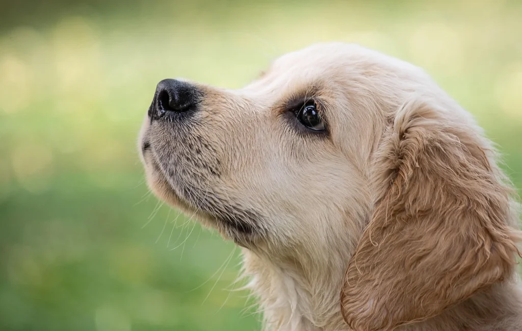 Pet Hair Removal Car Tips That Actually Work