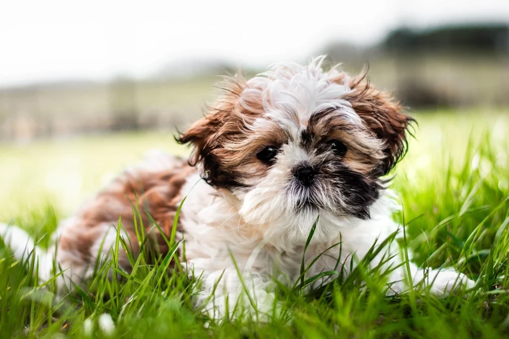 Pets Care Steps for Daily Pet Happiness