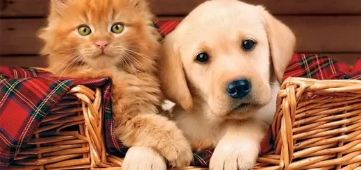 Pet Medic Urgent Care