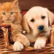 Pet Medic Urgent Care