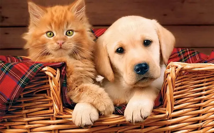 Pet Medic Urgent Care