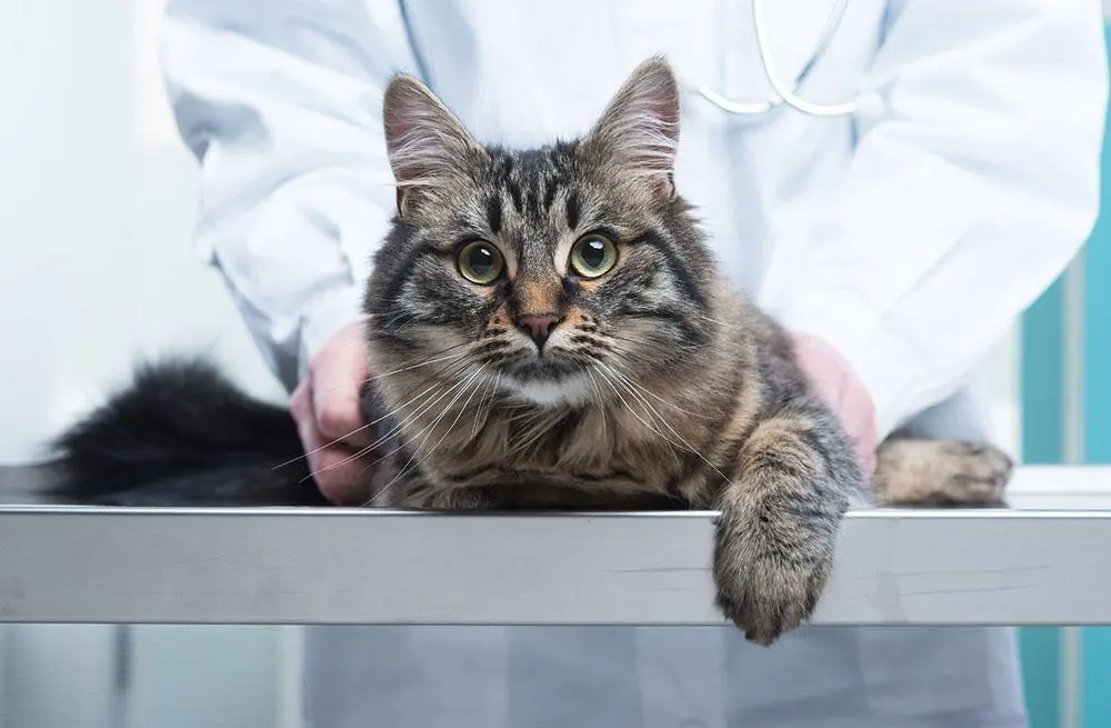 Total Pet Care Animal Hospital: Compassionate Health for Every Pet