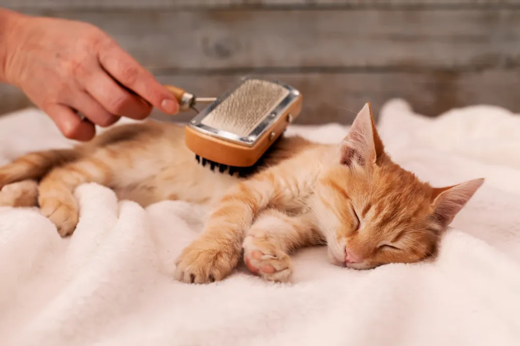 the pet care center