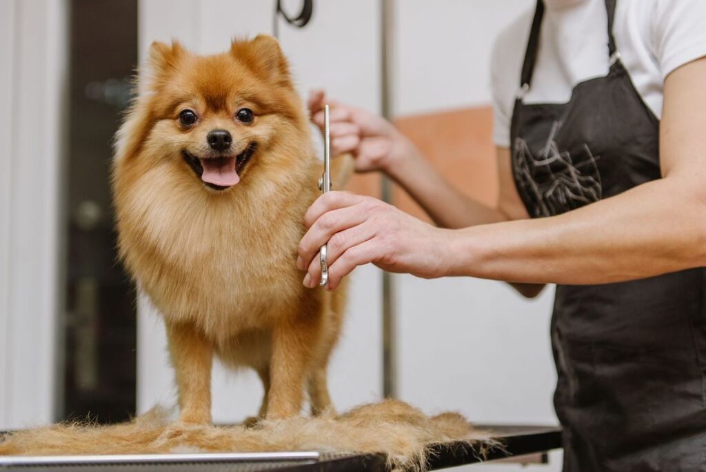 the pet care center