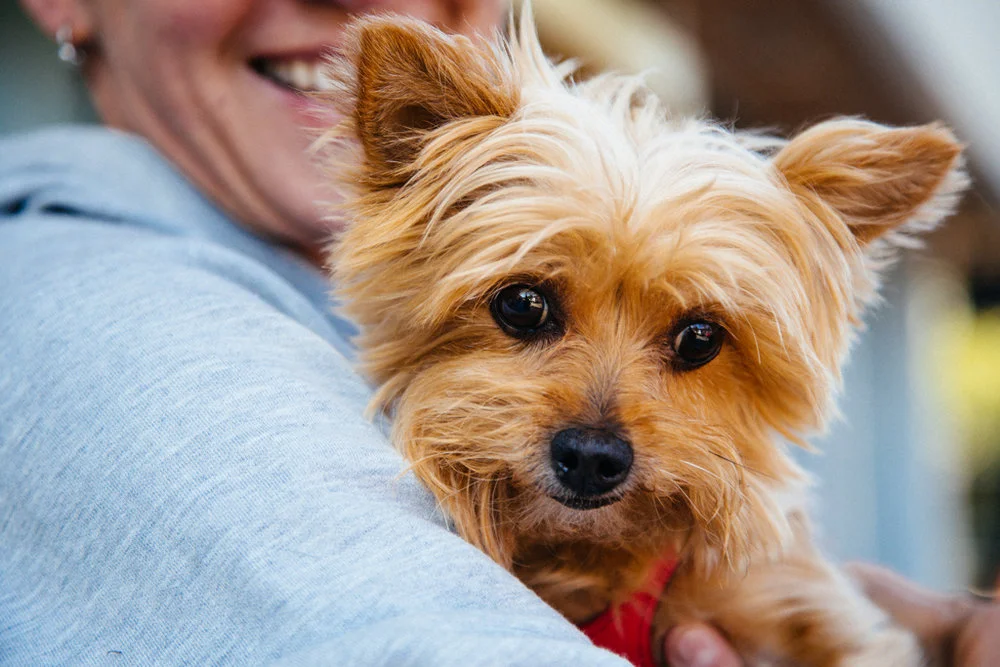 community pet care