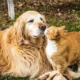 Best Friends Pet Care Cinnaminson