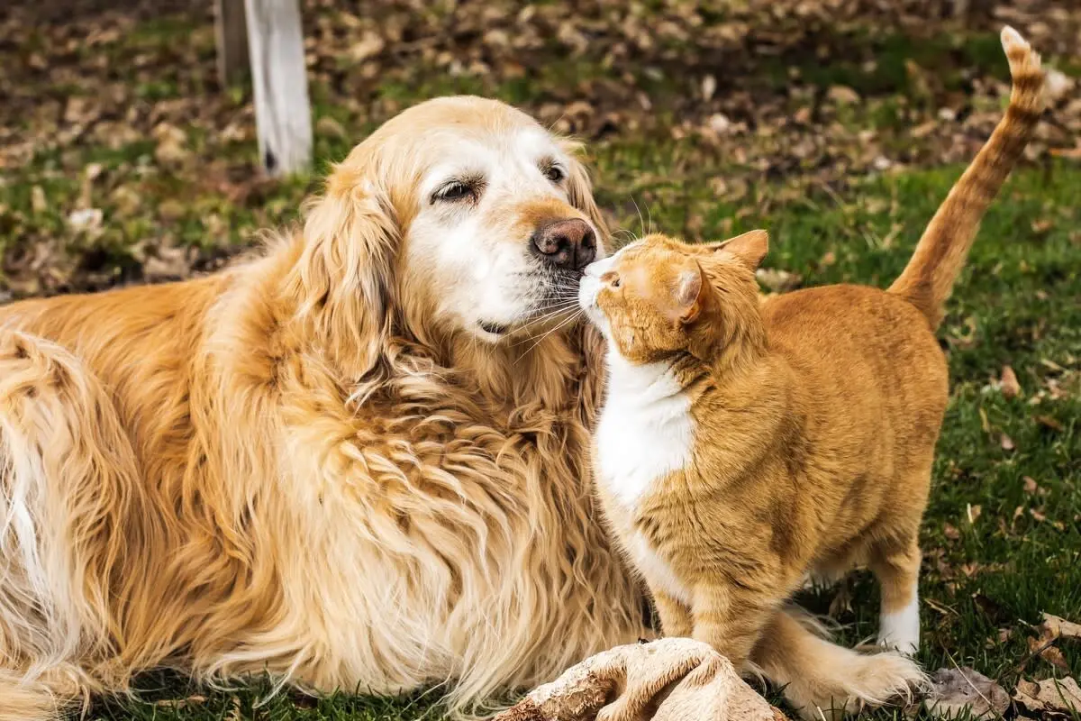 Best Friends Pet Care Cinnaminson
