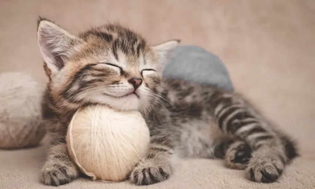 Certificate in Pet Care: Your Path to a Rewarding Career