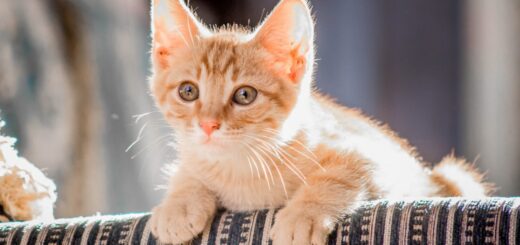 Certificate in Pet Care: Your Path to a Rewarding Career