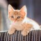 Certificate in Pet Care: Your Path to a Rewarding Career