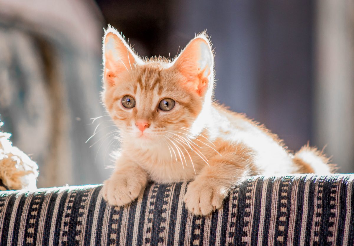 Certificate in Pet Care: Your Path to a Rewarding Career