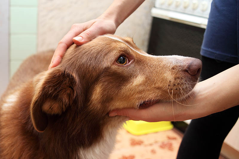 Fetch Pet Care Seattle
