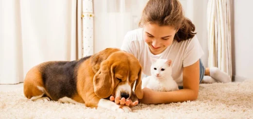 Fetch Pet Care Seattle