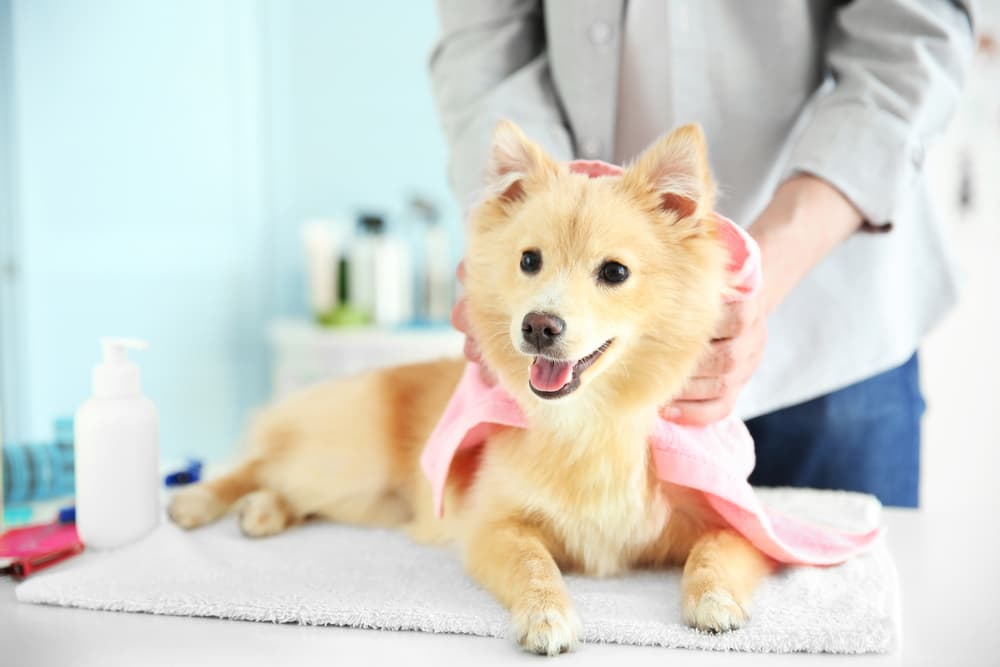Meadows Pet Care